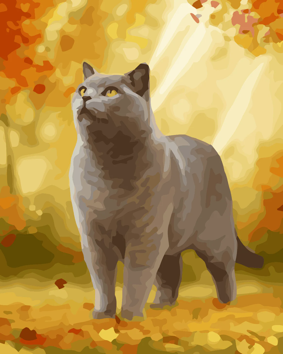 Autumn British Shorthair - Image 3
