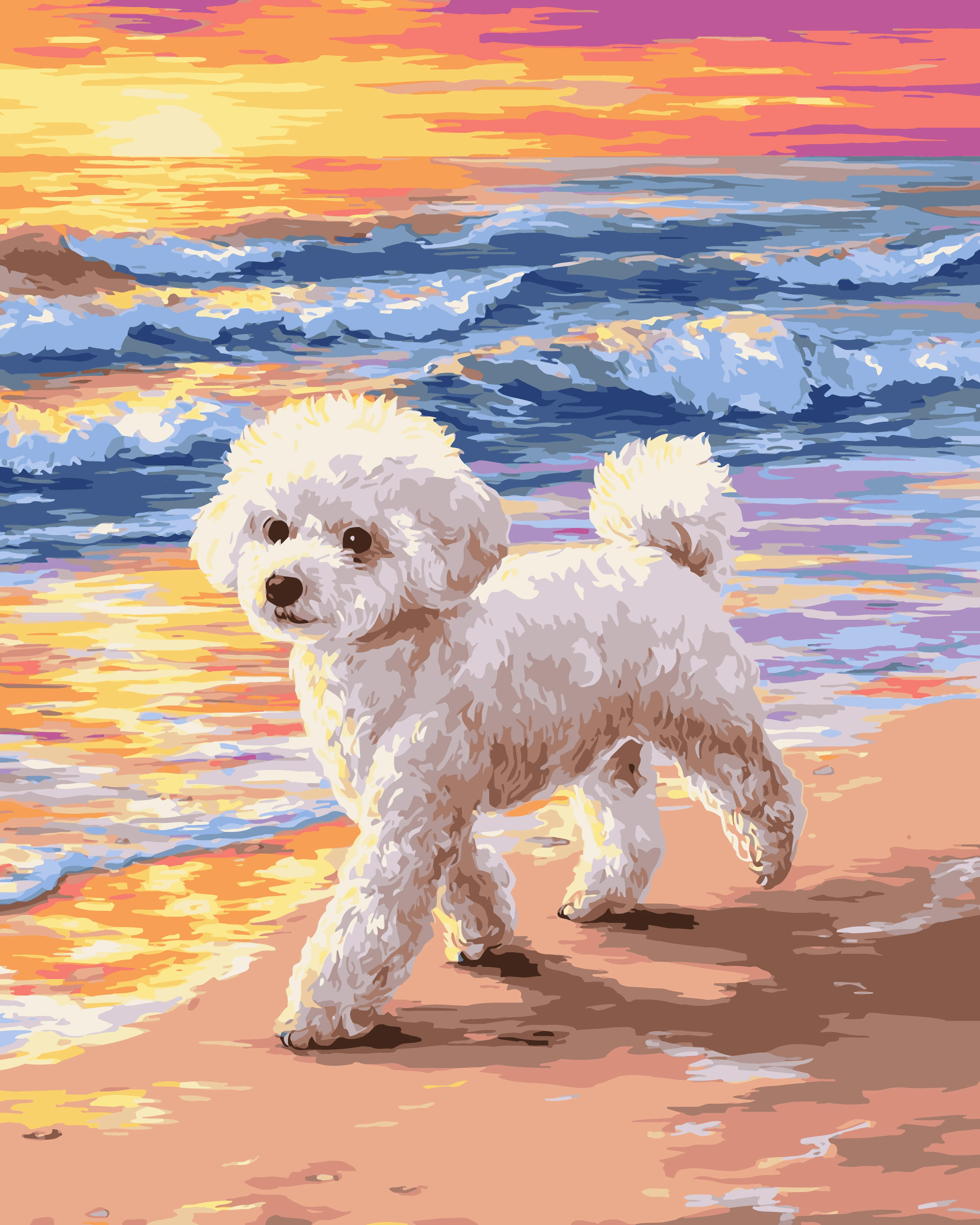 Bichon Frise Beach - Image 3