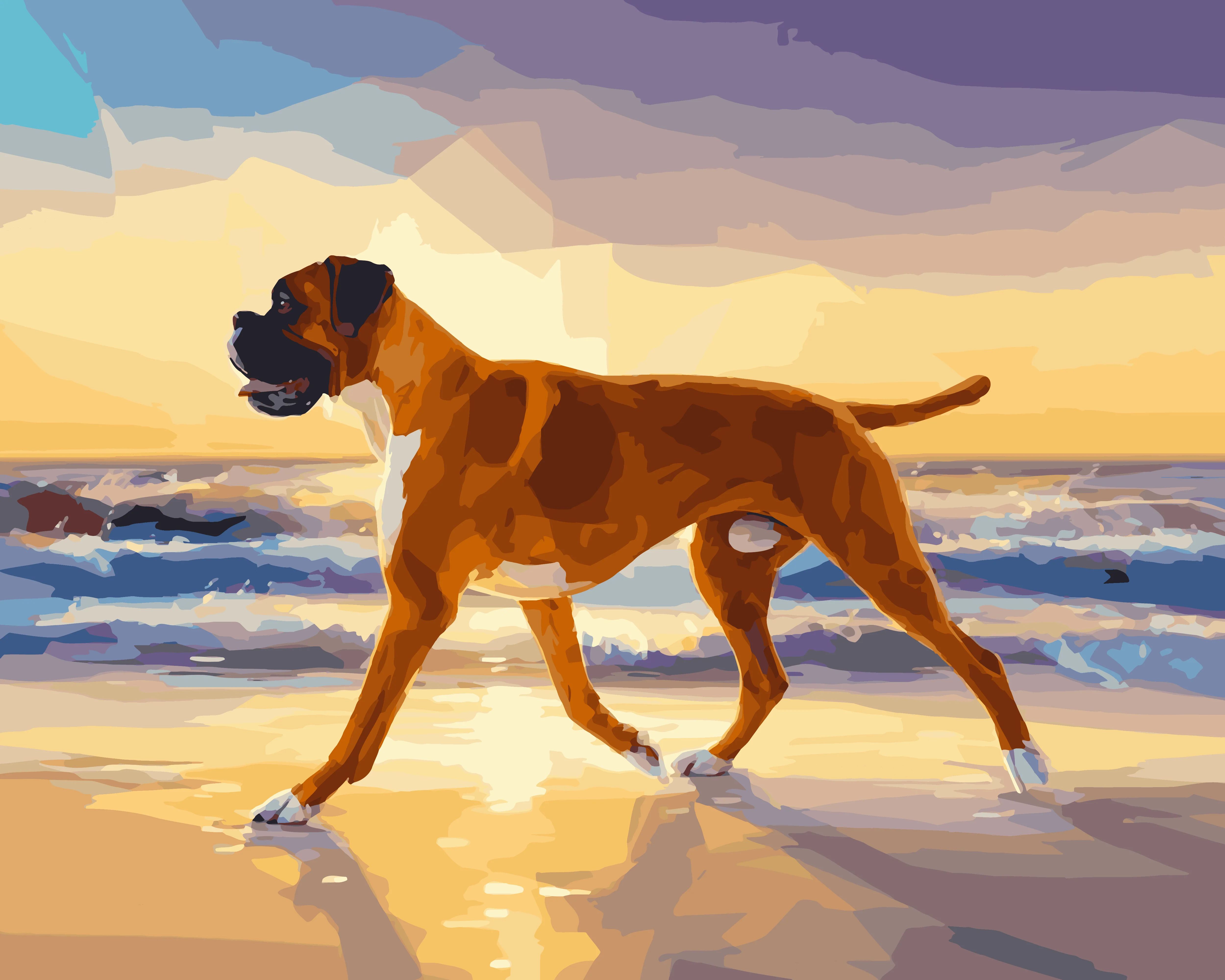 Boxer Beach - Image 3