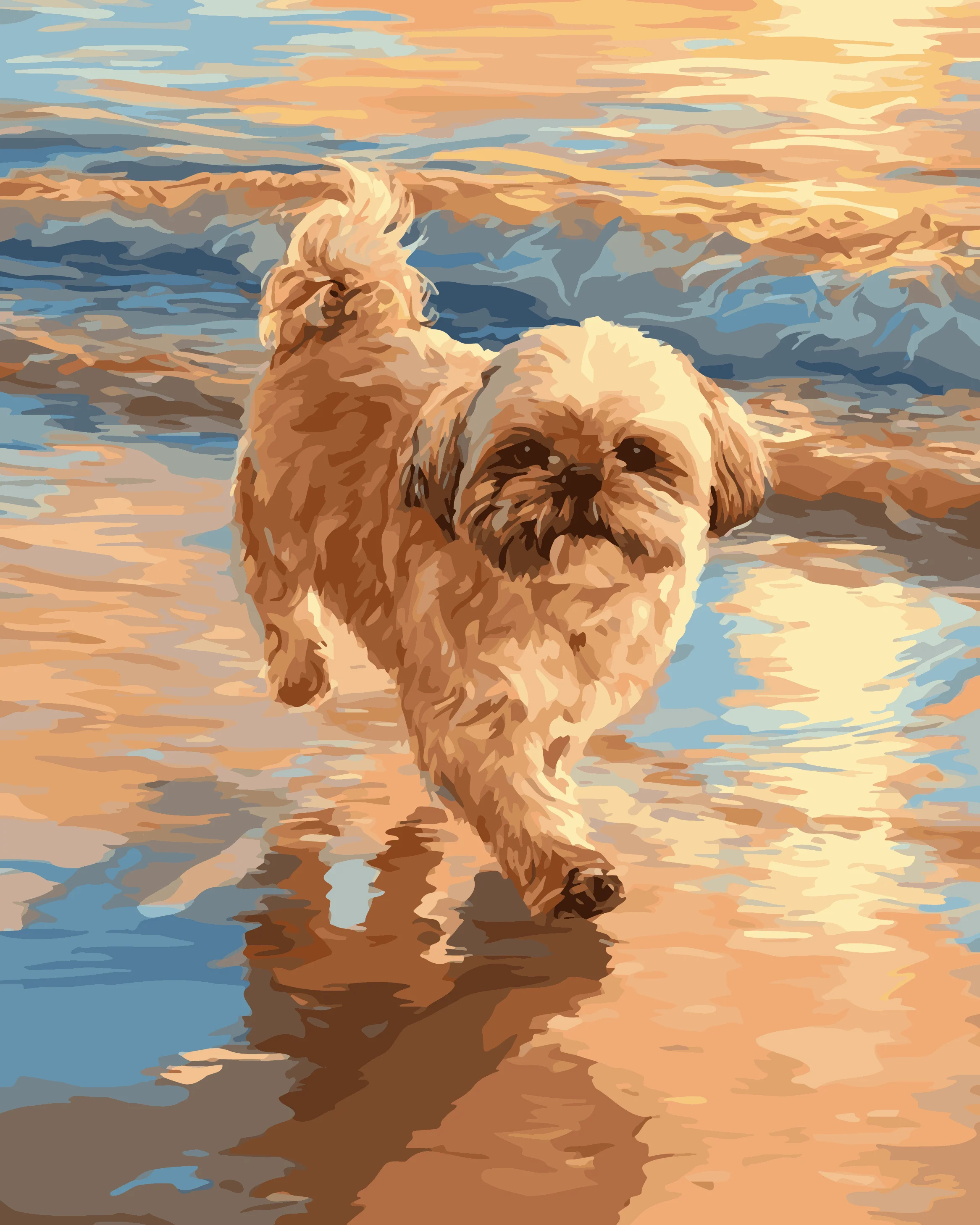 Wavy Lhasa Apso - Image 3